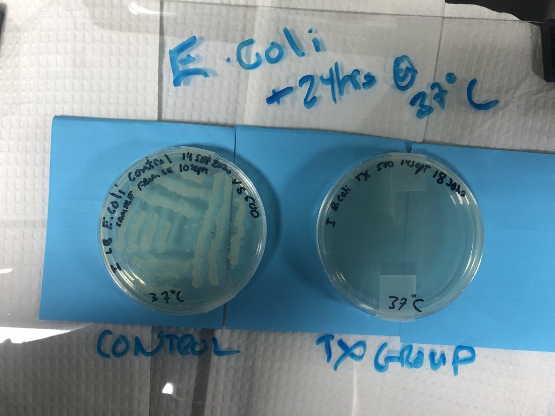 E. coli control agar plate covered in bacterial growth beside an RLX-treated plate that is clear