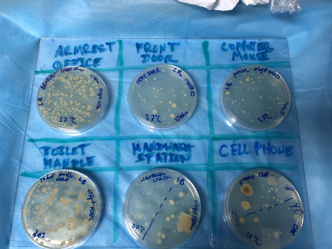 Six agar plates cultured from environmental swabs of everyday surfaces — toilet handle, office armrest, handwashing station, front door, cell phone, computer mouse — all showing heavy bacterial growth
